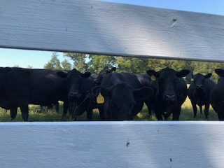 Cows of Pineview Farm by Kate Anderson